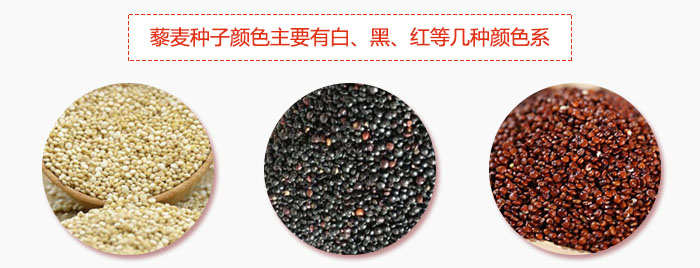 藜麥種子顏色主要有白、黑、紅等幾種顏色系，營養(yǎng)成分相差不大，其中白色口感好，黑、紅色口感相對差些，籽粒也較小。