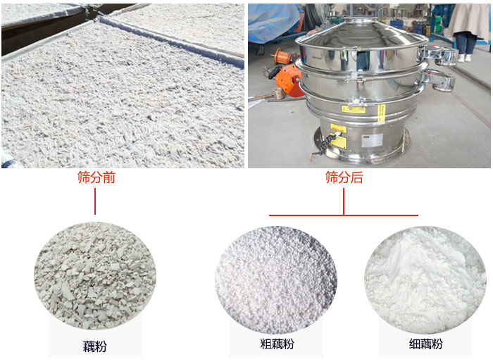 蓮藕淀粉曬干，采用304不銹鋼材質(zhì)藕粉振動篩篩分后前后對比效果圖展示。
