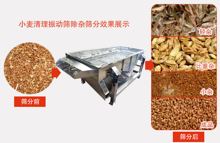 小麥清理振動篩小麥篩分效果展示圖可同時篩分出輕雜，比重雜，小雜，成品等四個等級。